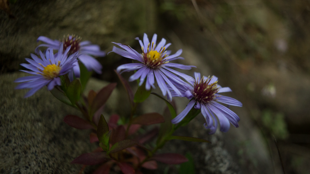 macro_revuenon_24mm_f4_4