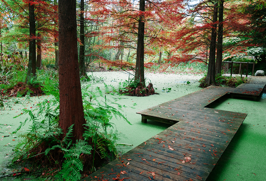 Botanischer Garten